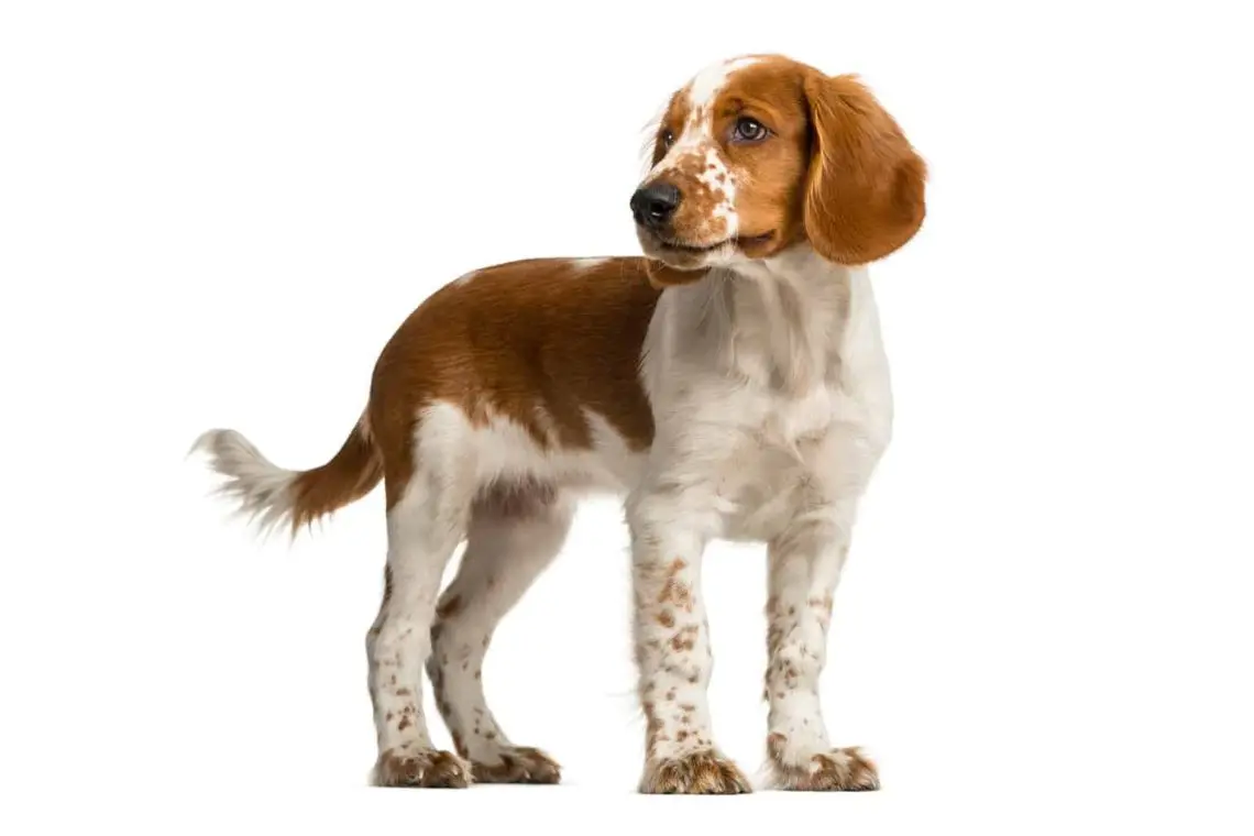 Welsh Springer Spaniel