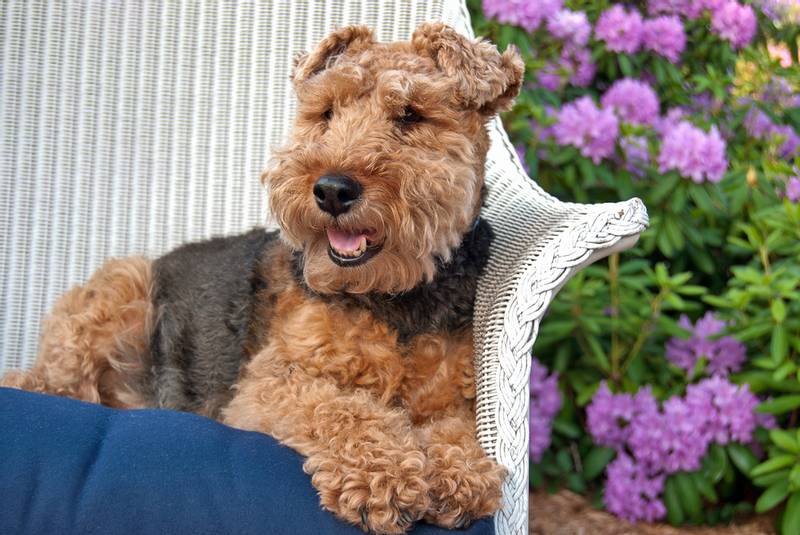 Welsh Terrier with flowers