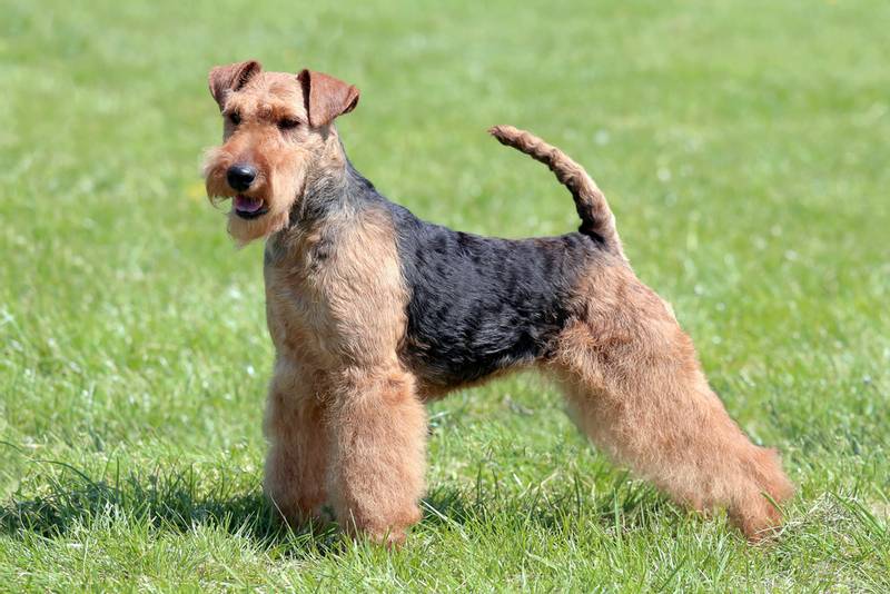 Welsh Terrier on the grass