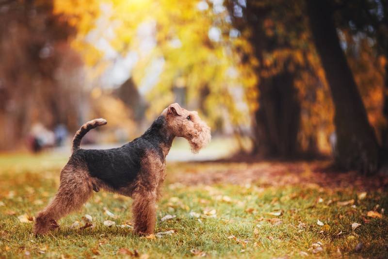Welsh Terrier in autumn