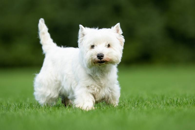 funny West Highland White Terrier