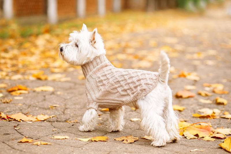 West Highland White Terrier in the coat