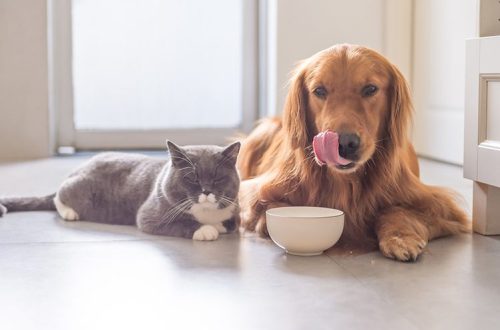 Wet Veterinary Diets: Why Use Them