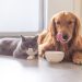 How to strengthen the immune system of a dog or cat?