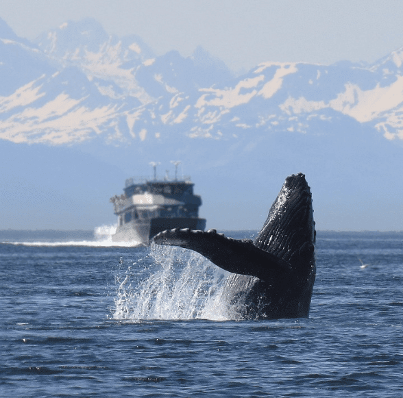 Whales stop singing when ships pass by