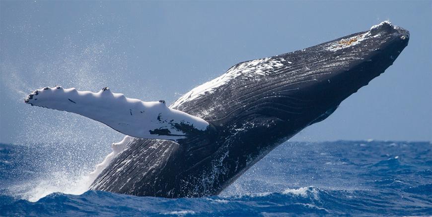 Whales stop singing when ships pass by