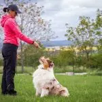 What a person will have to learn by training a dog