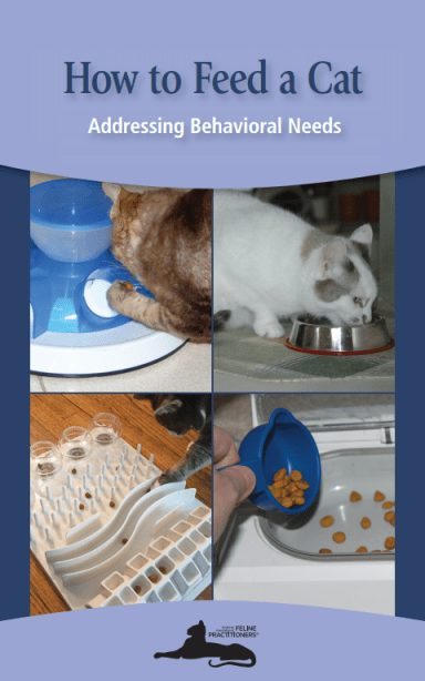 What and how to feed a cat