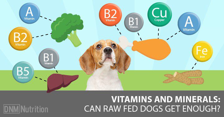 What are dietary supplements and vitamins and why do they need a dog