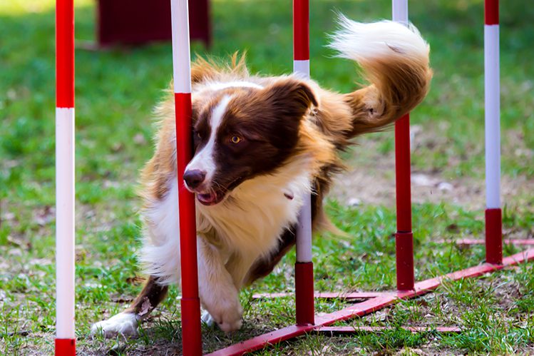 What are dog training courses?