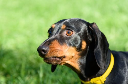 What are the best tick collars for dogs?