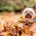 How often should you wash your dog in the fall?