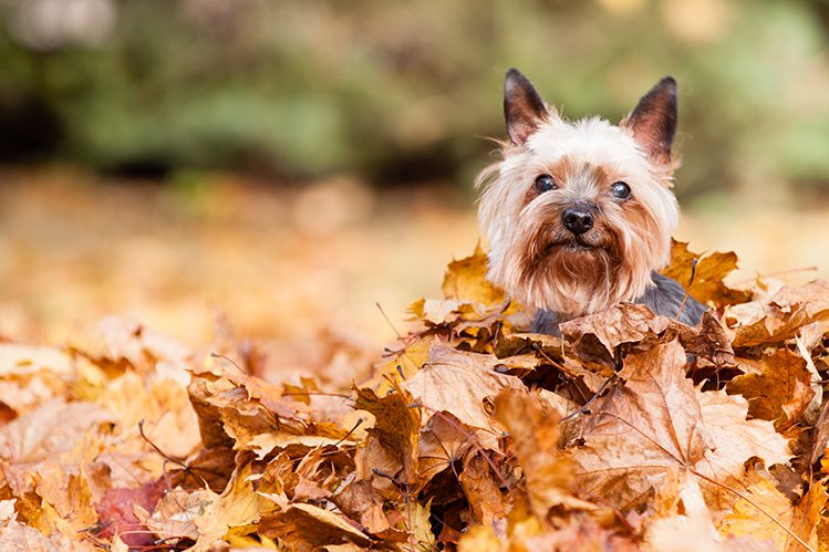 What are the dangers of autumn leaves?