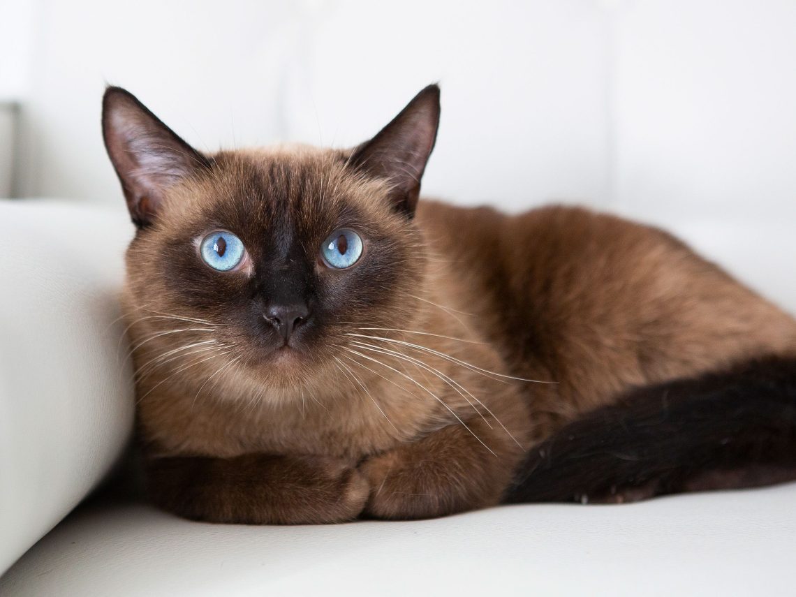 What breeds of cats are considered the smartest?