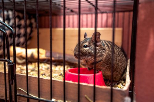 What cage should a degu have?