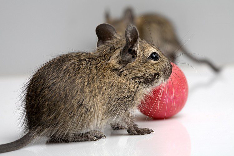 What cage should a degu have?