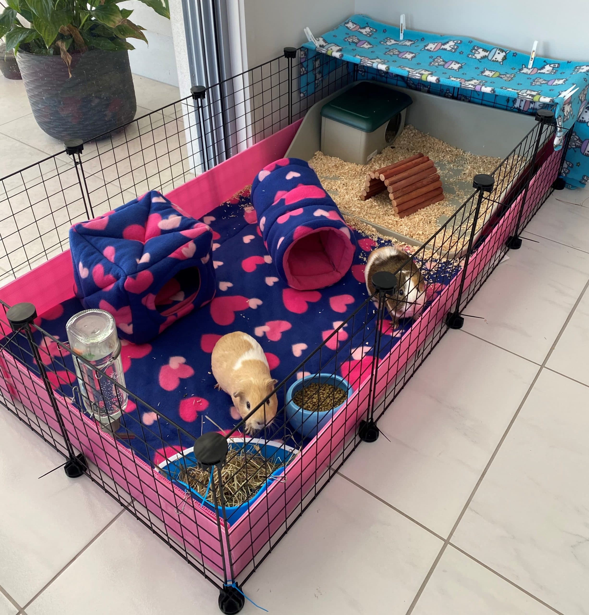 What cage to choose for a guinea pig?