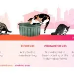 What can you get from a domestic cat?