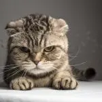 What causes cat aggression?