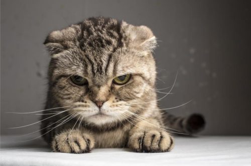 What causes cat aggression?