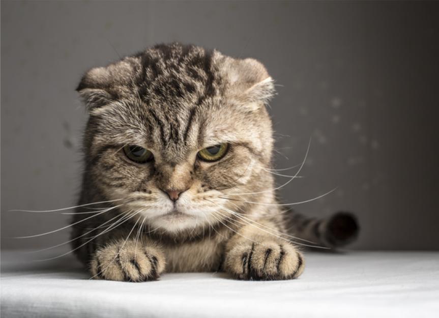 What causes cat aggression?