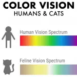 What colors do cats have?