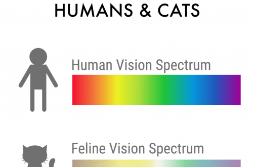 What colors do cats have?