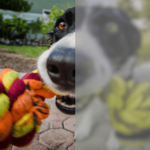 What colors do dogs see?
