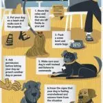 What commands are needed to safely enter a cafe with a dog?
