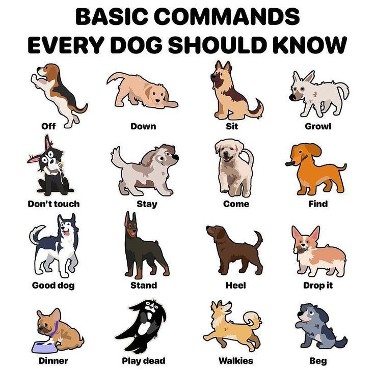 What Commands Every Dog Should Know