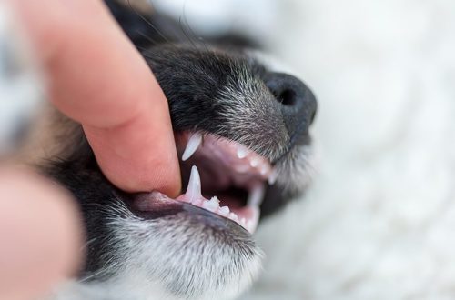 What do dog&#8217;s pale gums mean?