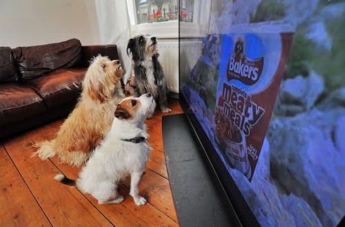 What do dogs see on TV?