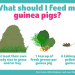 What not to feed guinea pigs