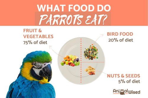 What do parrots eat