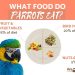 Treats for parrots