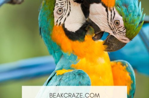 What do parrots want to say with their behavior