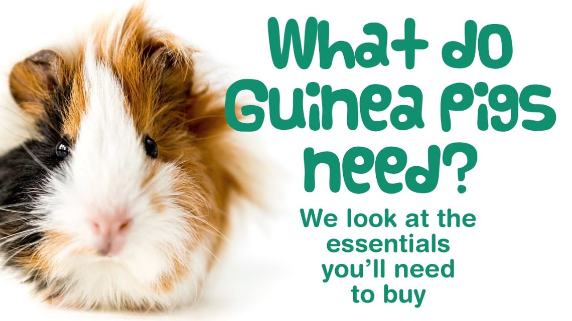 What do you need for a guinea pig