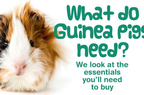 What do you need for a guinea pig