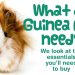 Buying a guinea pig
