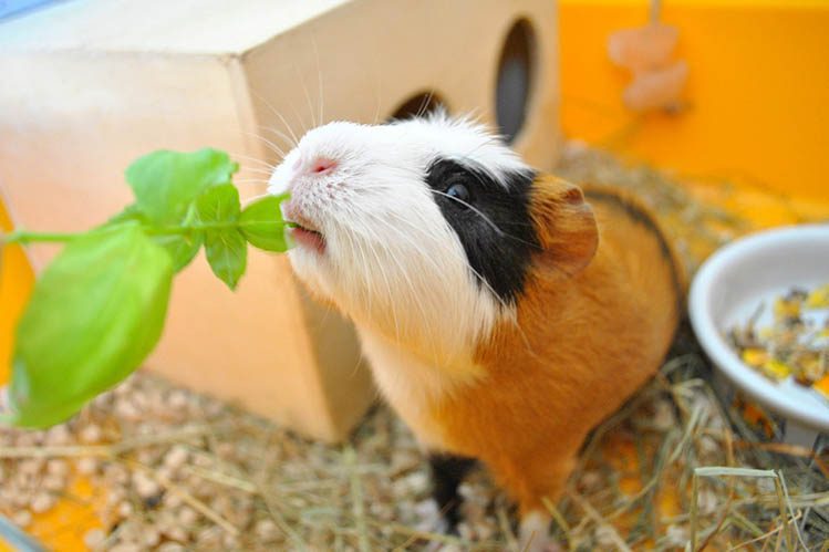 What do you need to keep a guinea pig?