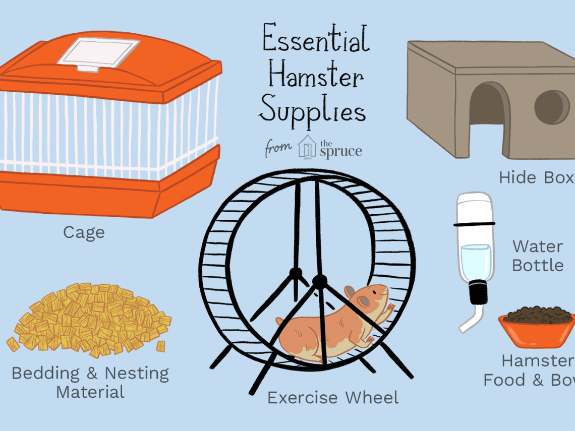 What do you need to keep hamsters?
