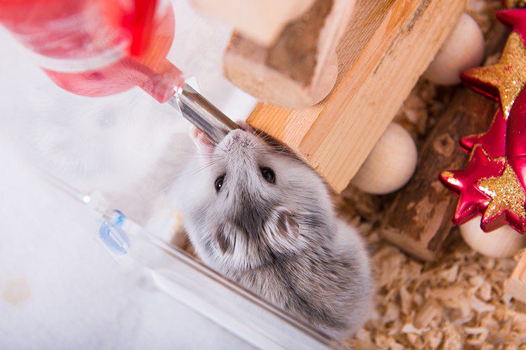 What do you need to keep hamsters?