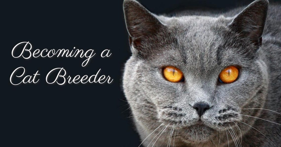 What do you need to know to become a cat breeder?