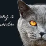 What do you need to know to become a cat breeder?