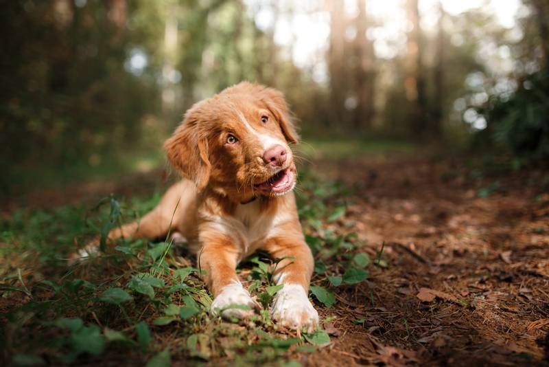 What do you need to know to become a dog breeder?