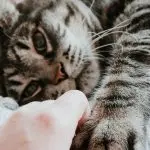 What does a cat need in self-isolation?
