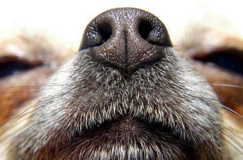 What does a dog&#8217;s dry nose mean?