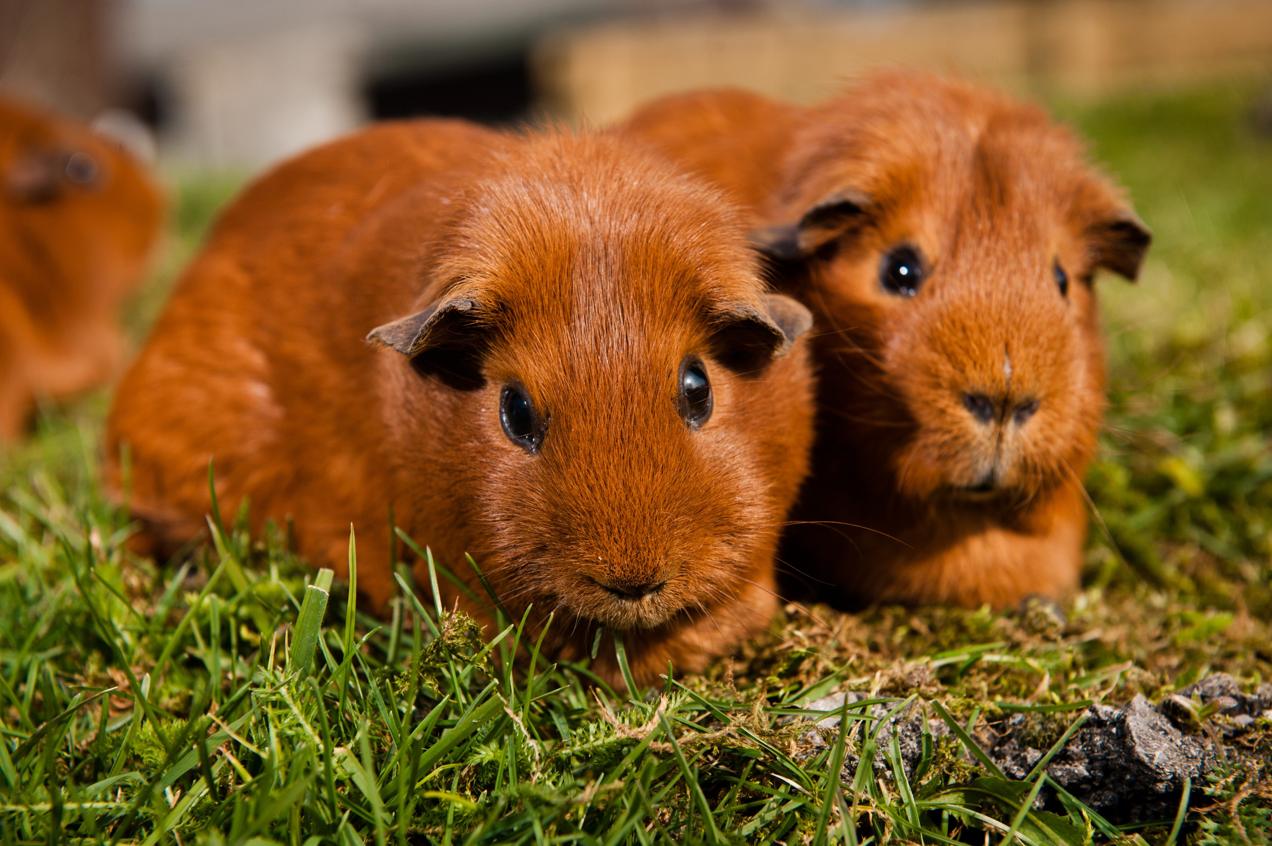 What does a guinea pig need to be happy?