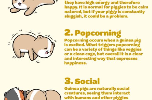What does a guinea pig need to be happy?