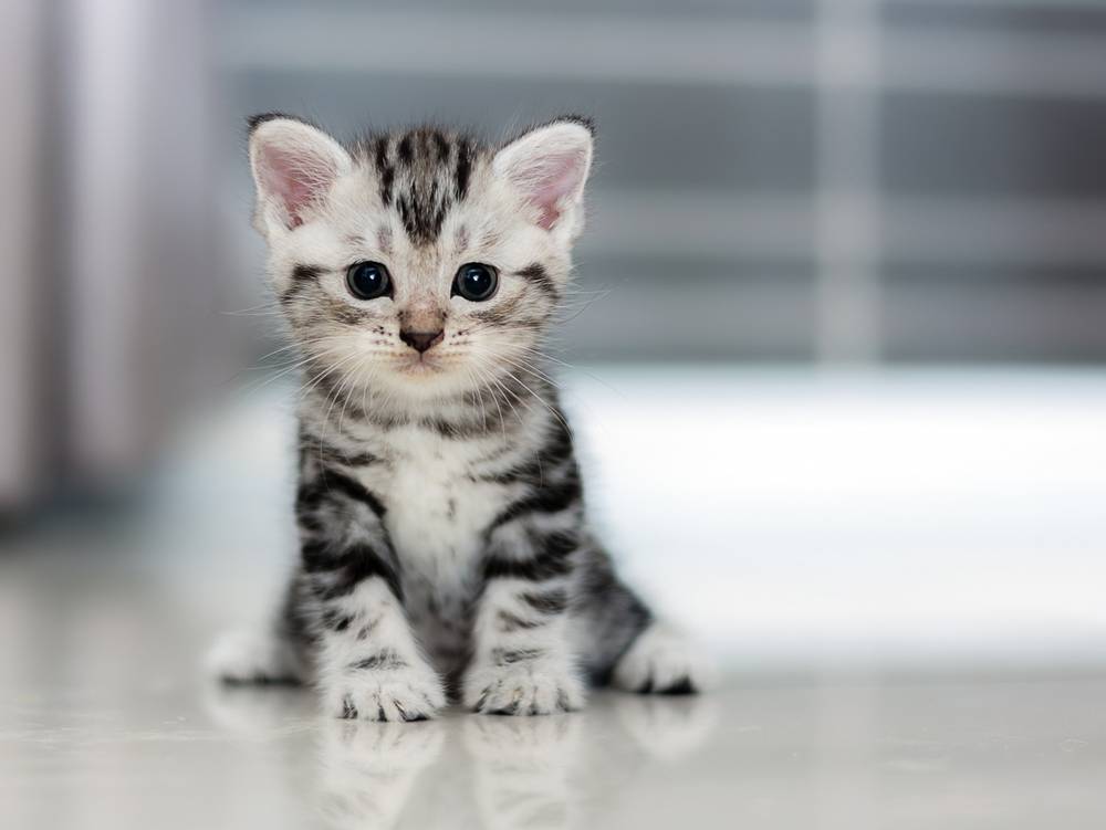 What does a kitten need when entering the house?